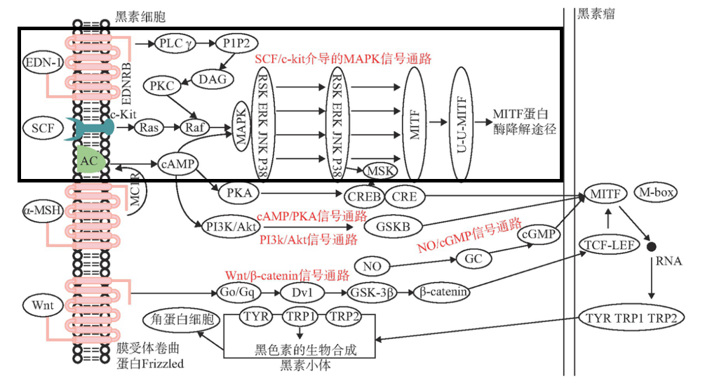 美白,功效原料,信號(hào)通路,黑素轉(zhuǎn)移,百里香醌