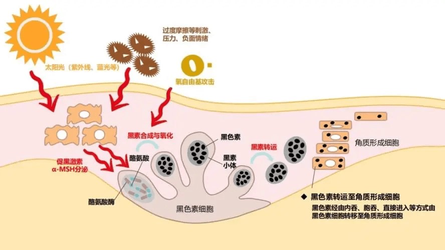 抗衰,美白,保濕,抗氧化,舒緩